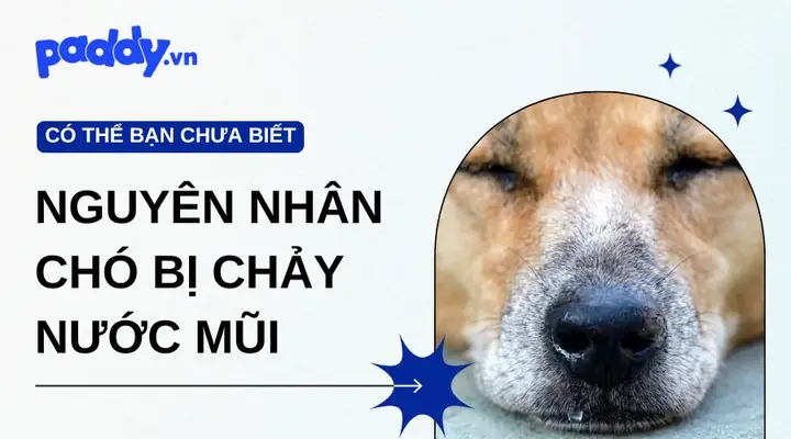 Chó Chảy Nước Mũi Màu Vàng: Nguyên Nhân, Dấu Hiệu Bệnh Lý Và Cách Xử Lý Khoa Học