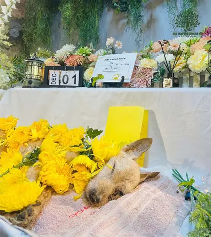 Làm Sao Khi Chó Mèo Chết Không Nhắm Mắt?