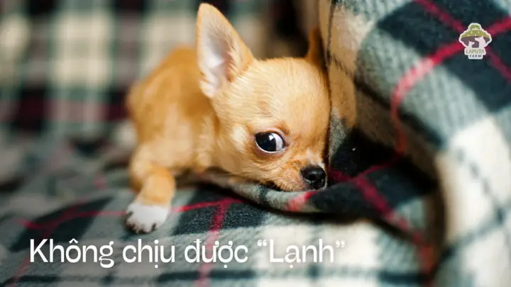Giữ Ấm Cho Chihuahua