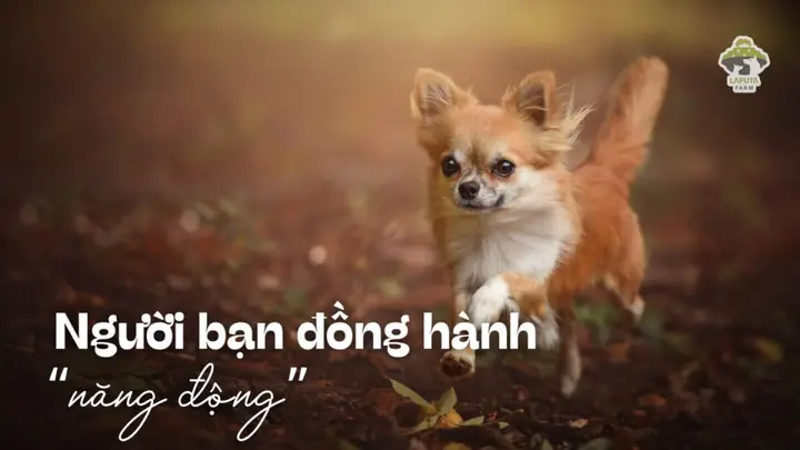 Nhanh Nhẹn Và Hoạt Bát