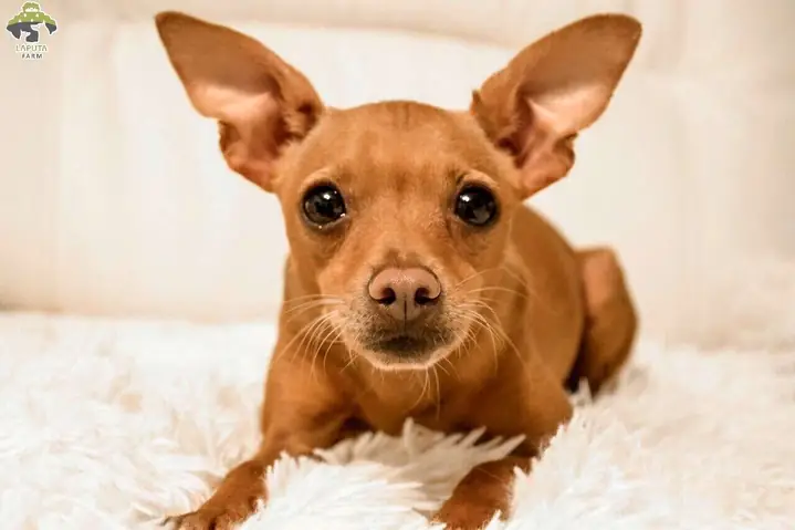 Chó Chihuahua Lông Ngắn