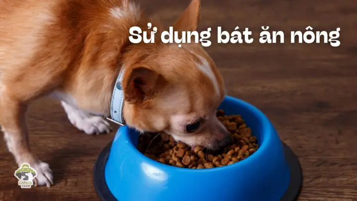 Chọn Bát Ăn Phù Hợp Với Hình Dạng Miệng, Không Quá Sâu