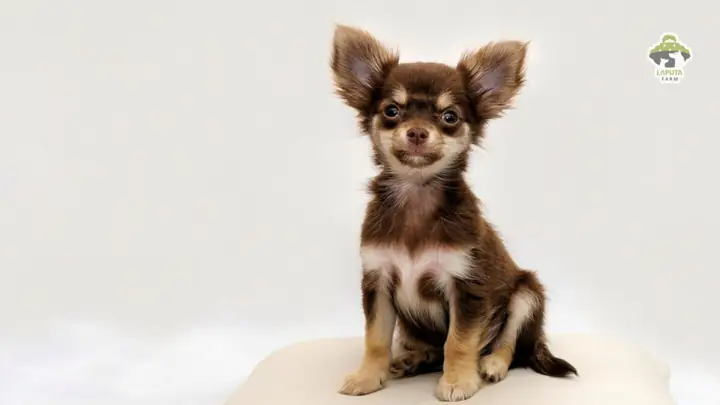 Chó Chihuahua: Nguồn Gốc, Xuất Xứ