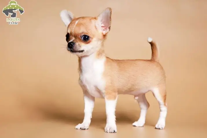 Lưu Ý Khi Mua Chó Chihuahua