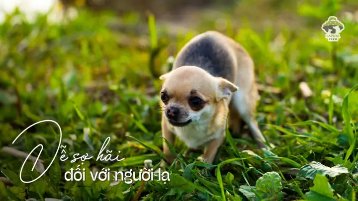 Sủa Nhiều Nhưng Rất Tình Cảm