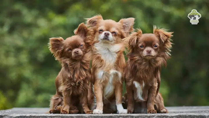 Chihuahua Học Hỏi Như Thế Nào? Phương Pháp Học Tập Của Chó