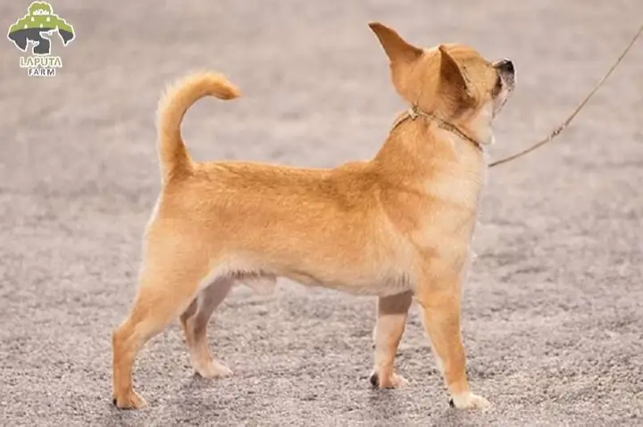 Đặc Điểm Ngoại Hình Của Chó Chihuahua