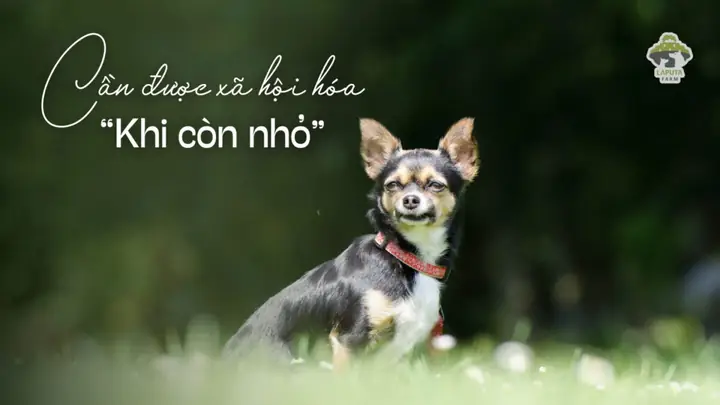 “không Cần Đi Dạo” Là Suy Nghĩ Sai Lầm