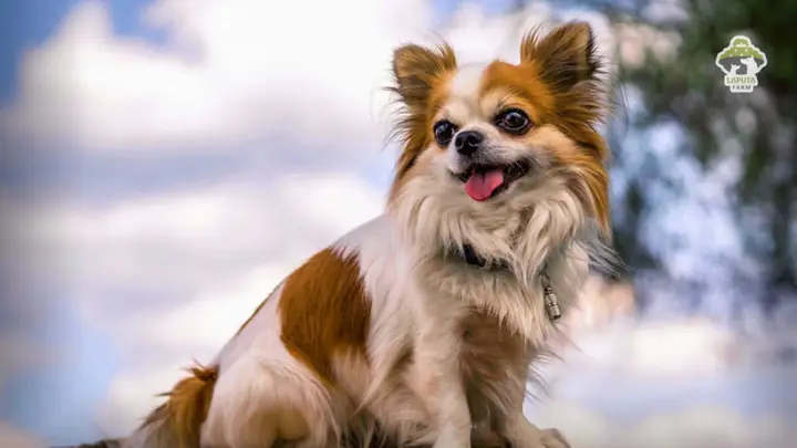 Chihuahua Học Hỏi Như Thế Nào? Phương Pháp Học Tập Của Chó