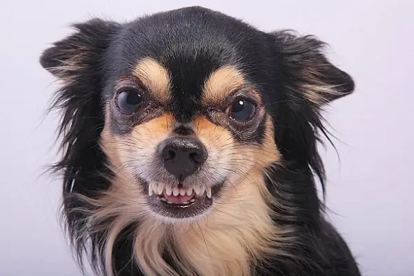 Chó Chihuahua Có Tính Khí Thế Nào?