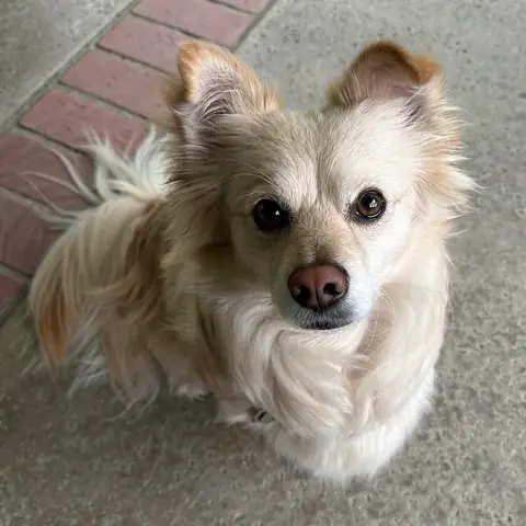 Chó Chihuahua Có Tính Khí Thế Nào? Những Điều Cần Biết