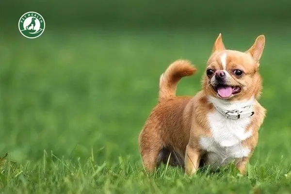 Không Động Dục