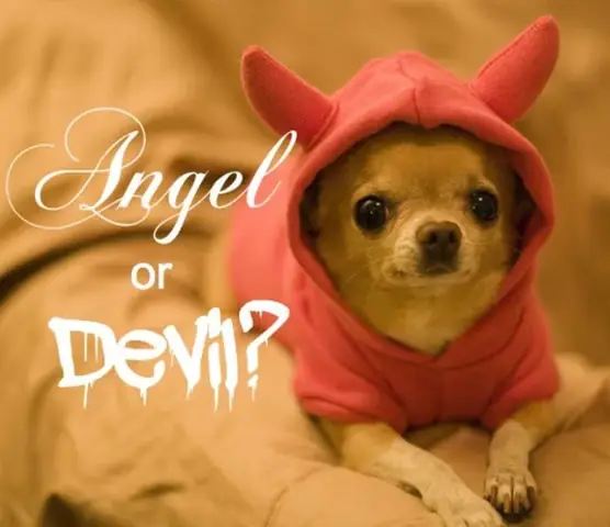 Chó Chihuahua Đẻ Như Thế Nào: Hướng Dẫn Toàn Diện Từ A Đến Z