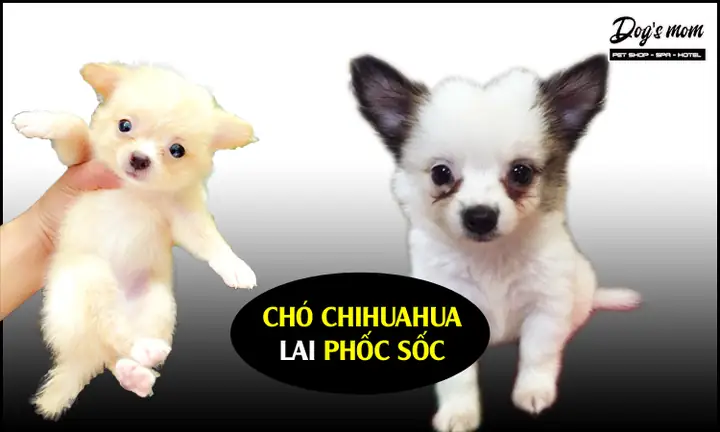 Chó Chihuahua Lai Phốc Sốc