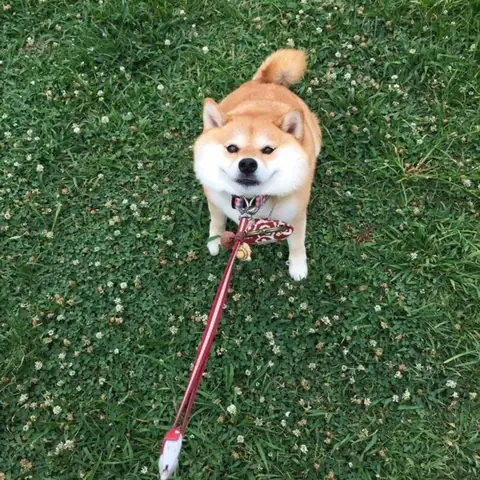 Lợi Ích Của Cám Tăng Trọng Cho Chó