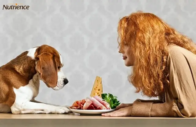 Cách Nuôi Chó Mau Mập Khoa Học Cách Nuôi Chó Mau Mập Khoa Học