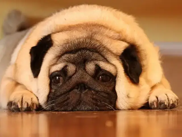 Nguyên Tắc Vàng Để Chó Tăng Cân Khoa Học Và An Toàn Nguyên Tắc Vàng Để Chó Tăng Cân Khoa Học Và An Toàn