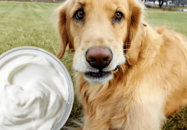 Cho Chó Ăn Sữa Chua Có Nên Không?
