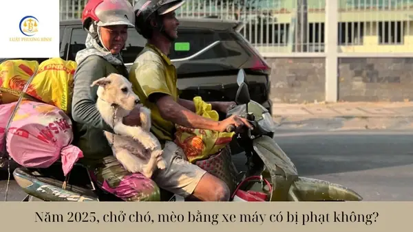 Chở Chó Bằng Xe Máy Có Bị Phạt Không? Cập Nhật Quy Định & Hướng Dẫn An Toàn Mới Nhất 2025