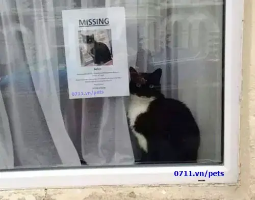 Điểm Danh Top 5 Chợ Chó Mèo Hà Nội Uy Tín Không Thể Bỏ Qua Điểm Danh Top 5 Chợ Chó Mèo Hà Nội Uy Tín Không Thể Bỏ Qua