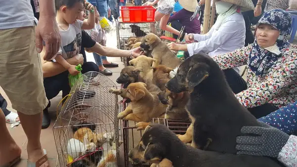 Chợ Bán Chó Mèo Là Như Thế Nào?