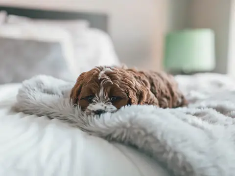 Tại Sao Nước Tiểu Chó Mèo Có Mùi Khó Chịu