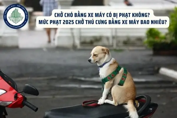 Hướng Dẫn An Toàn Khi Chở Chó Trên Xe Máy: Quy Định, Rủi Ro Và Giải Pháp