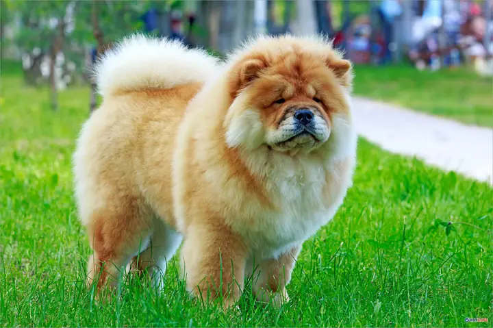 Cho Chó Chow Chow Ăn Gì? Cho Chó Chow Chow Ăn Gì?