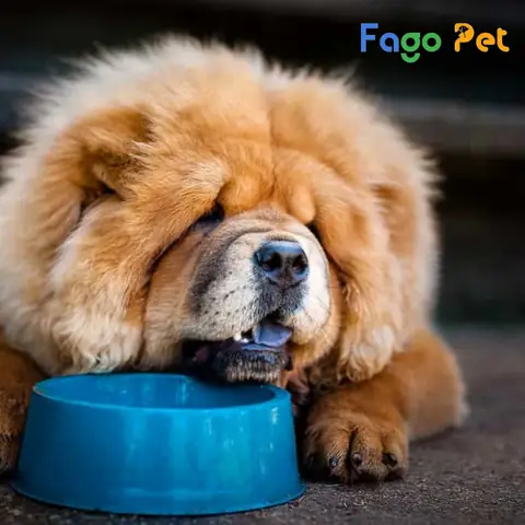 Thức Ăn Cho Chó Chow Chow Theo Từng Độ Tuổi Thức Ăn Cho Chó Chow Chow Theo Từng Độ Tuổi