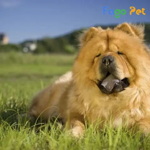 Thức Ăn Tốt Nhất Cho Chó Chow Chow Thức Ăn Tốt Nhất Cho Chó Chow Chow