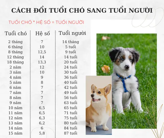 Chó Cỏ 3 Tháng Tuổi: Hướng Dẫn Chăm Sóc, Phát Triển Và Những Điều Cần Biết