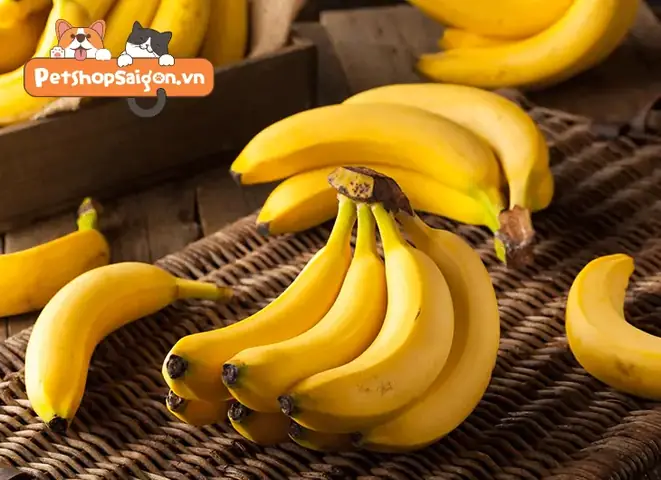 Chó Ăn Chuối Được Không?