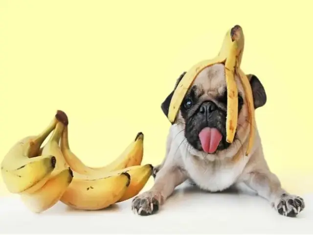 Chuối Có Tốt Cho Chó Không?