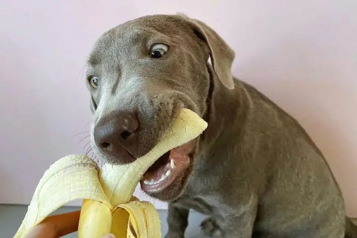 Công Thức Làm Bánh Chuối Cho Chó Đơn Giản