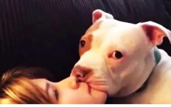 Chó Sợ Nhất 3 Điều, Đừng Dùng Những Thứ Này Để Dọa Chúng! Loại Người Thứ Nhất Không Thể Chấp Nhận Được