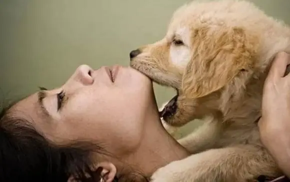 Trước Khi Chó Cắn Người, Có 6 Hành Động Này, Khuyên Bạn Không Nên Đến Gần