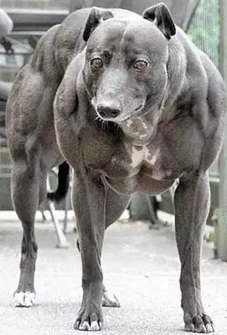 Loài Động Vật "cơ Bắp" Nhất Thế Giới