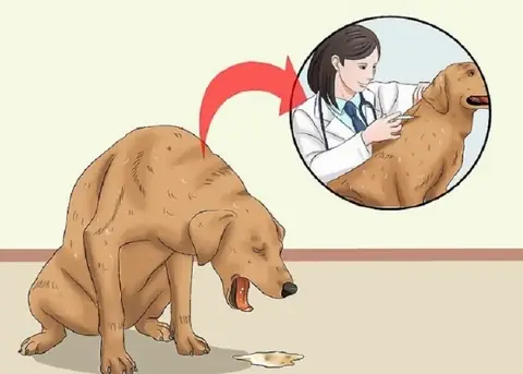 Chó Có Bầu Bị Nôn: Nguyên Nhân & Cách Xử Lý An Toàn