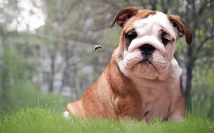 Tình Trạng Chó Bị Muỗi Đốt Trong Thực Tế