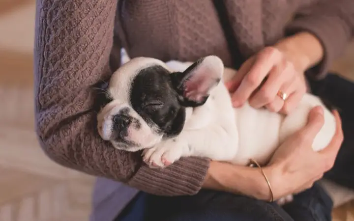 Chó Bị Muỗi Đốt Phải Làm Sao?