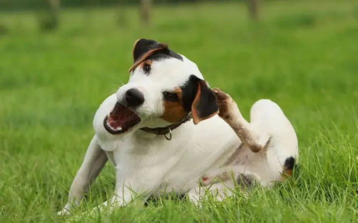 Chó Bị Muỗi Đốt Có Sao Không?