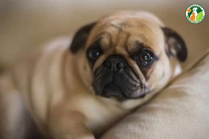 Chó Có Biết Khóc Không? Những Điều Thú Vị Về Nước Mắt Và Cảm Xúc Ở Loài Chó