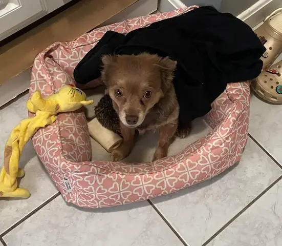 Chó Có Biết Khóc Không? Những Điều Thú Vị Về Nước Mắt Và Cảm Xúc Ở Loài Chó