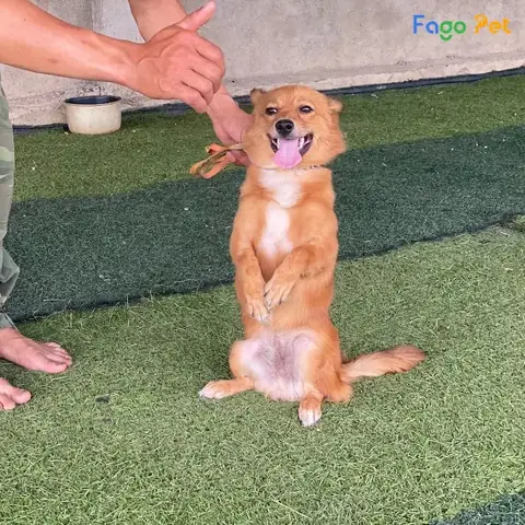 Các Bài Huấn Luyện Chó Nâng Cao