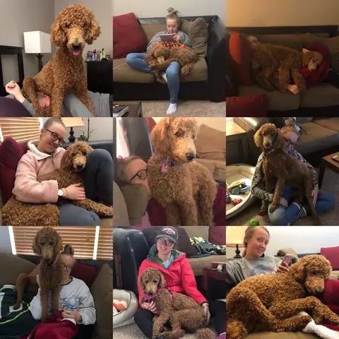 Chó Cỏ Có Thông Minh Không? Khám Phá Trí Tuệ Và Khả Năng Học Của Chó Phố Chó Cỏ Có Thông Minh Không? Khám Phá Trí Tuệ Và Khả Năng Học Của Chó Phố