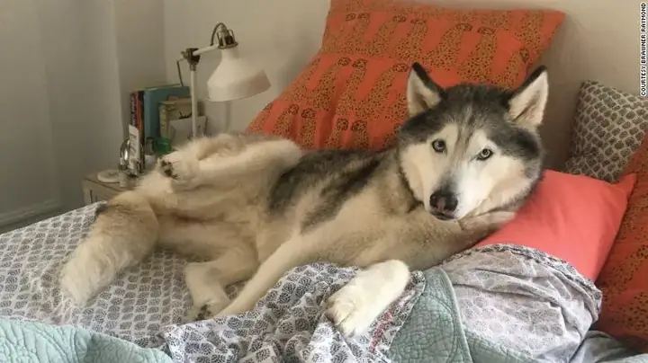 Chó Co Giật Khi Ngủ: Nguyên Nhân, Khi Nào Cần Lo Và Cách Hỗ Trợ