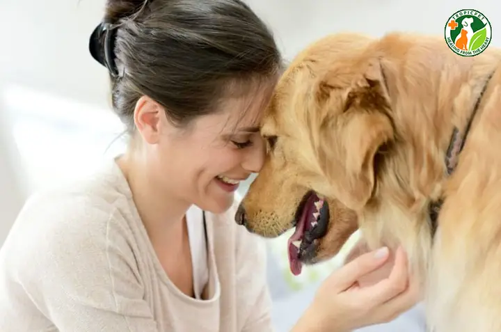 Chó Có Hiểu Tiếng Người Không?