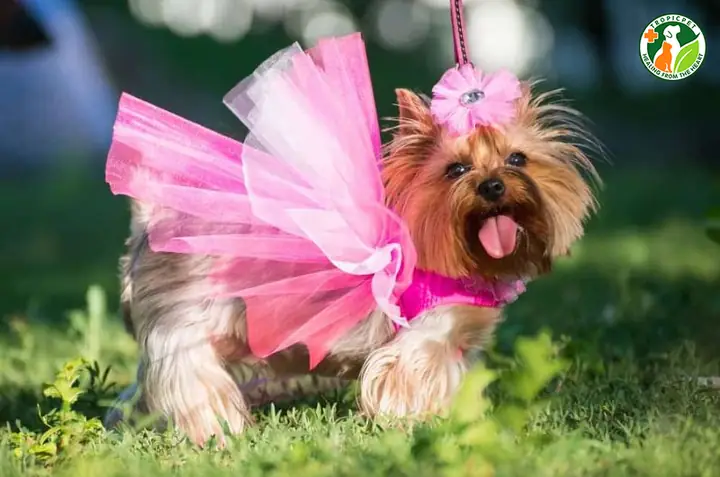 Vài Nét Về Kỳ Kinh Nguyệt Ở Loài Chó