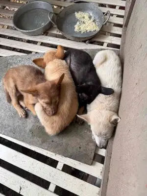 Cần Người Nuôi Chó Con