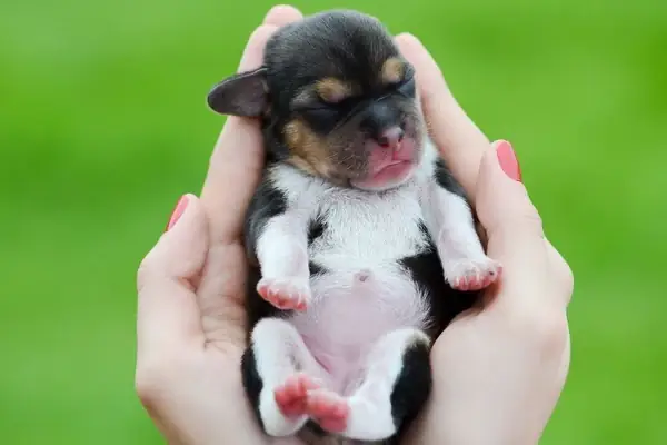 Đặc Điểm Cơ Thể Chó Con 1 Tháng Tuổi